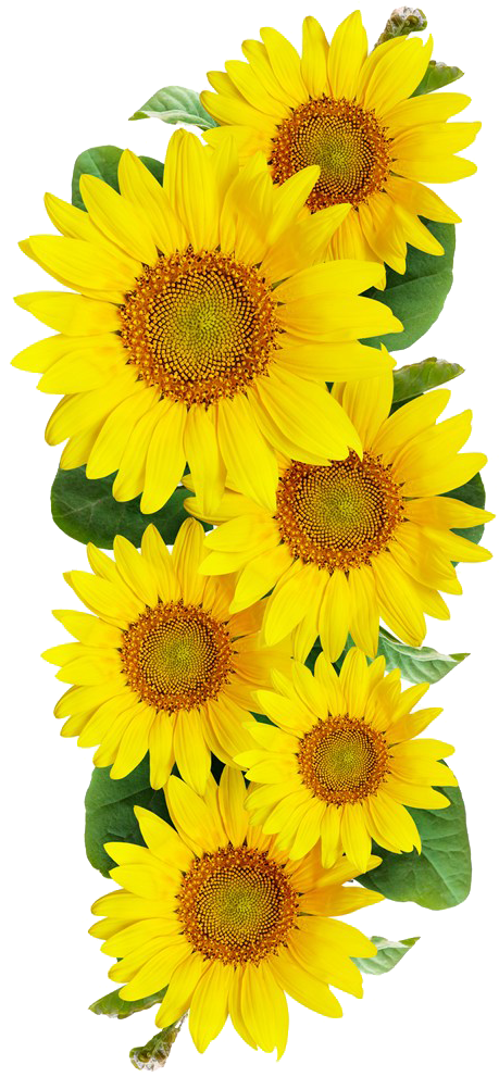 Vibrant_ Sunflower_ Bouquet.png PNG