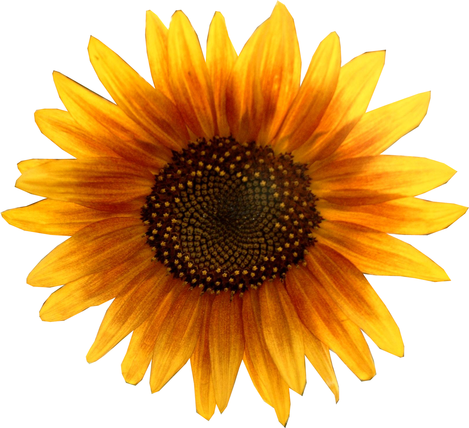 Vibrant_ Sunflower_ Clipart.png PNG