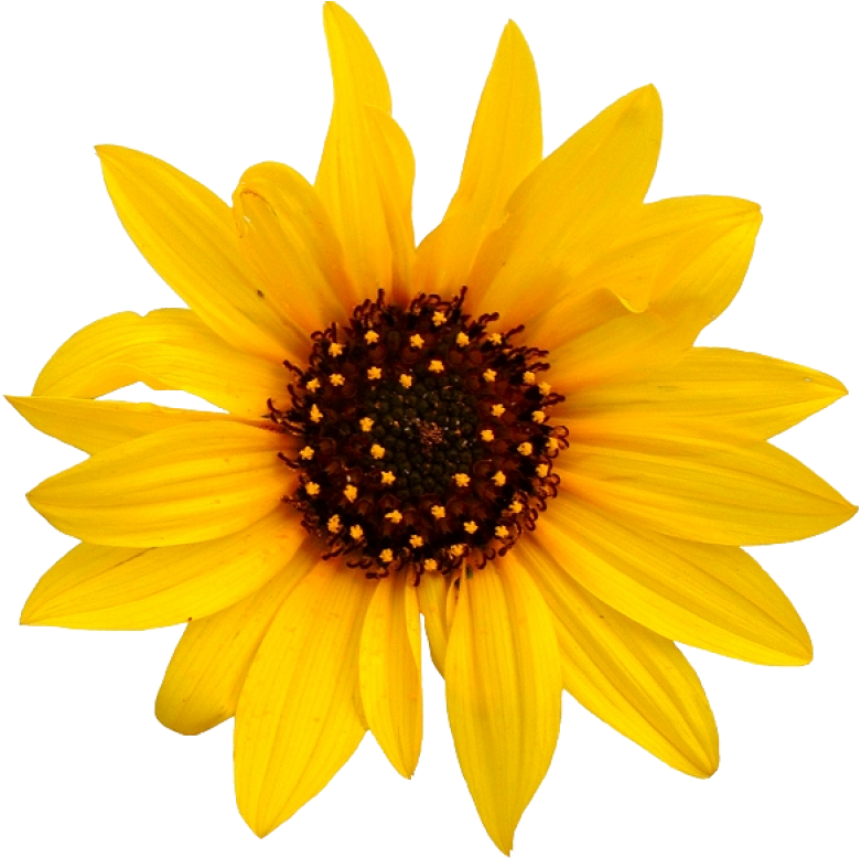 Vibrant_ Sunflower_ Closeup.png PNG