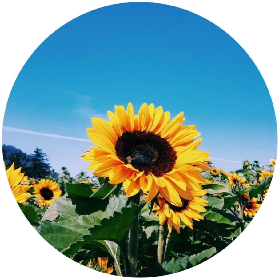 Vibrant_ Sunflower_ Field_ Circle_ Frame PNG