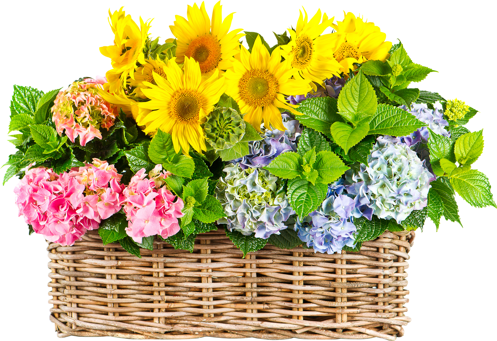 Vibrant_ Sunflower_ Hydrangea_ Basket_ Bouquet.png PNG