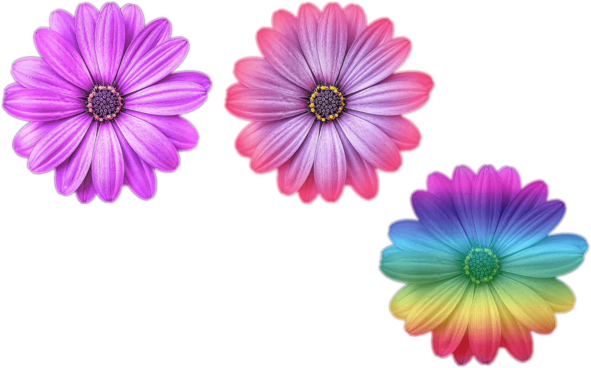 Vibrant_ Trio_of_ Artistic_ Flowers.png PNG