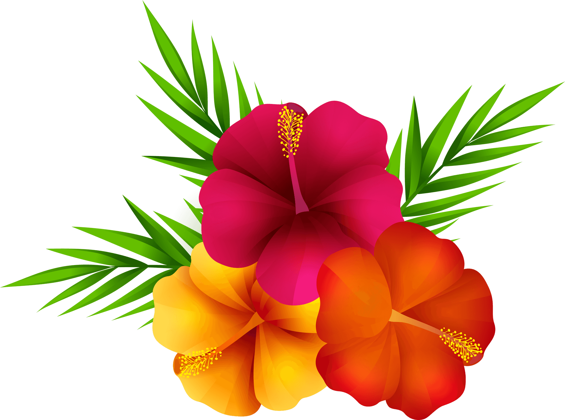 Vibrant_ Tropical_ Hibiscus_ Flowers PNG