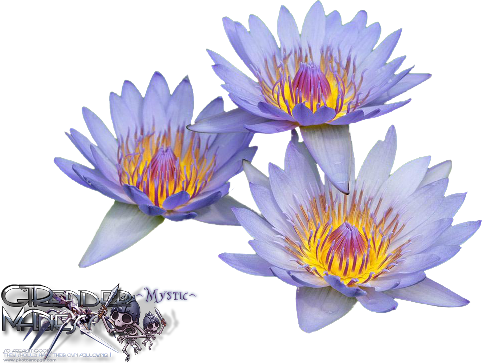 Vibrant_ Water_ Lilies PNG