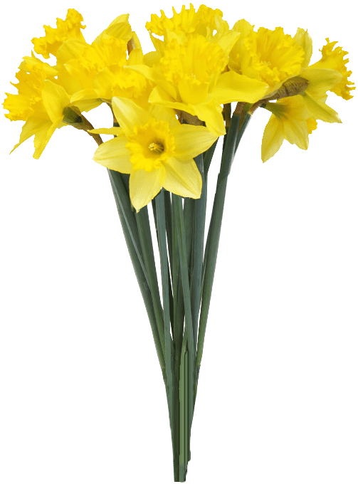 Vibrant_ Yellow_ Daffodils_ Bouquet.png PNG