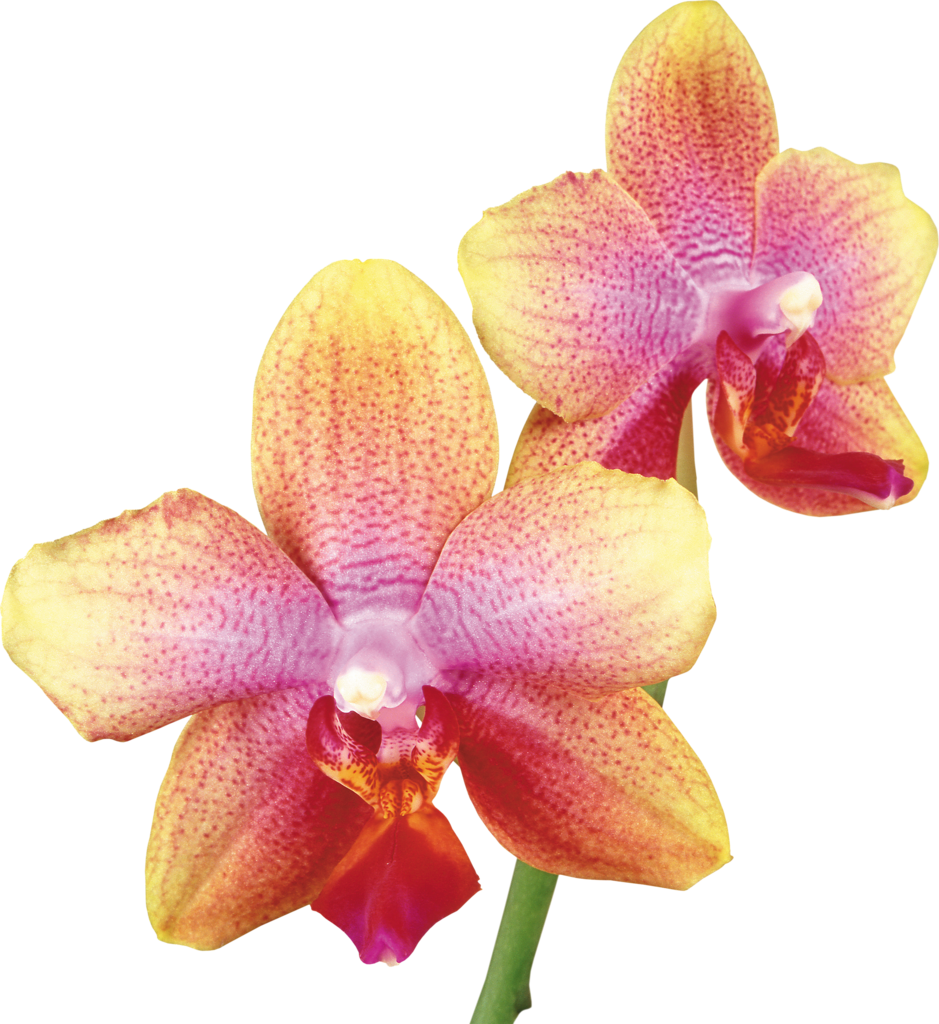 Vibrant_ Yellow_ Pink_ Orchids PNG