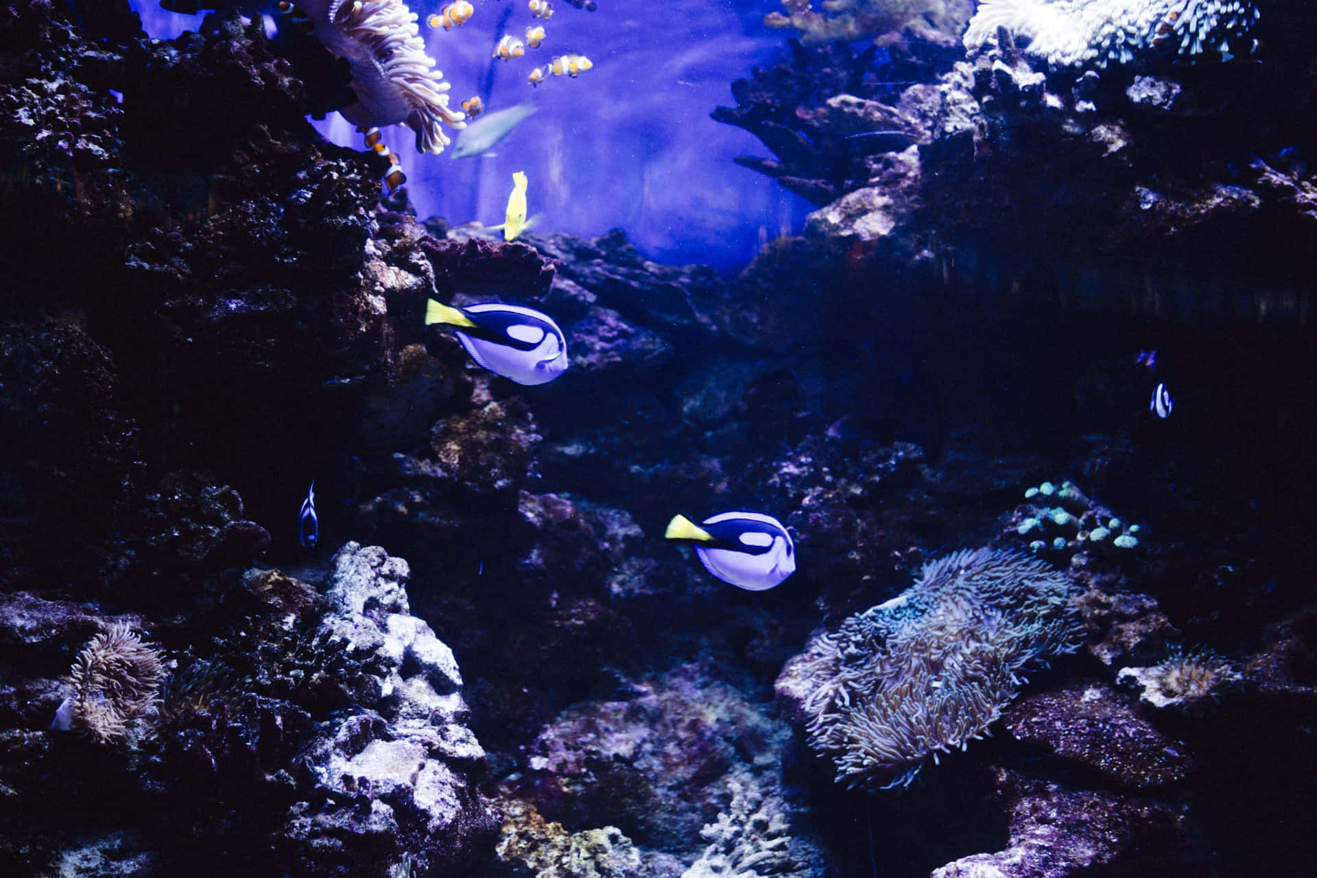 Vibranteescenario Submarino Con Arrecife De Coral Colorido.