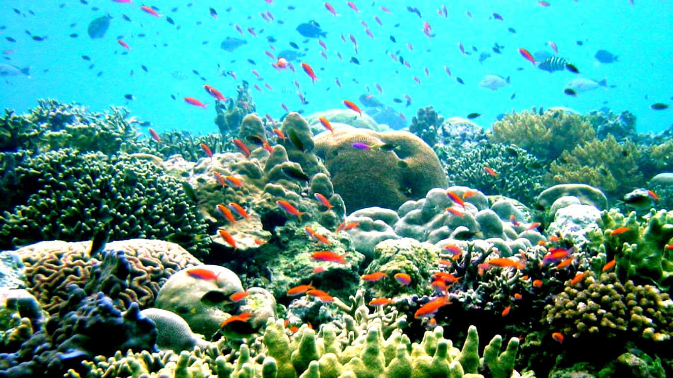 Vibrantepaisaje De Arrecife De Coral Submarino.