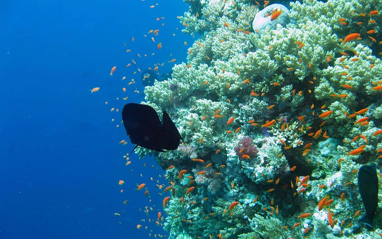 Vibrantepaisaje De Arrecifes De Coral Submarinos