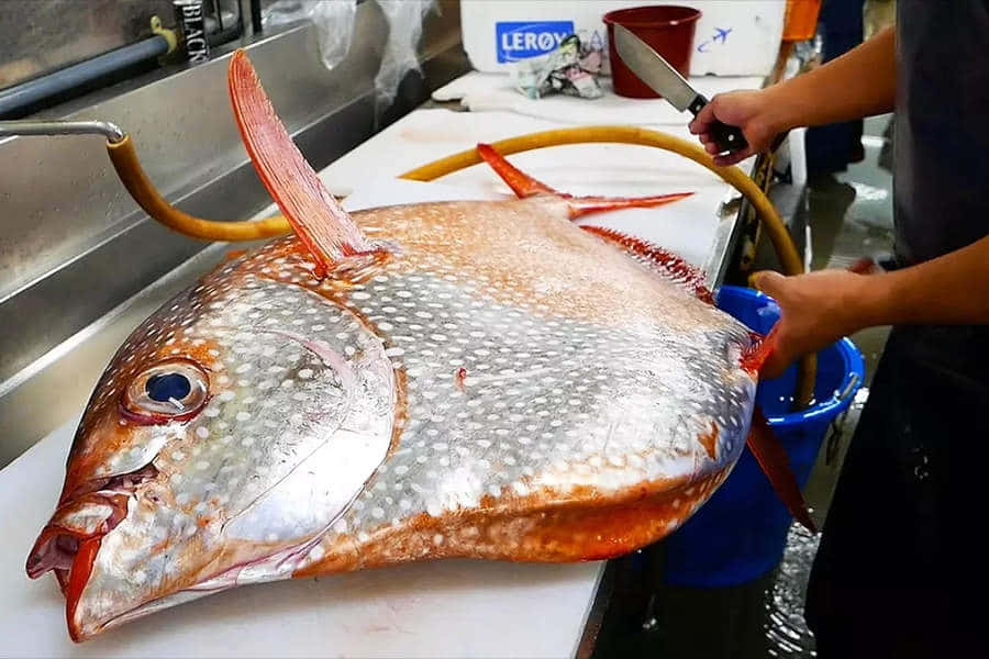 Vibrant Gekleurde Opah Vis In De Diepe Blauwe Oceaan Achtergrond