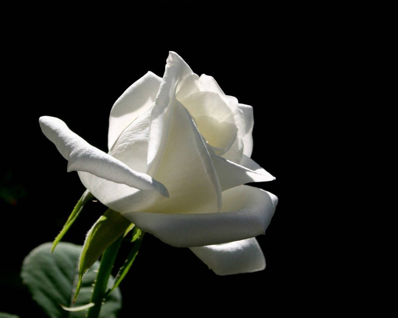 Vibrantly White Rose And Black Background Wallpaper