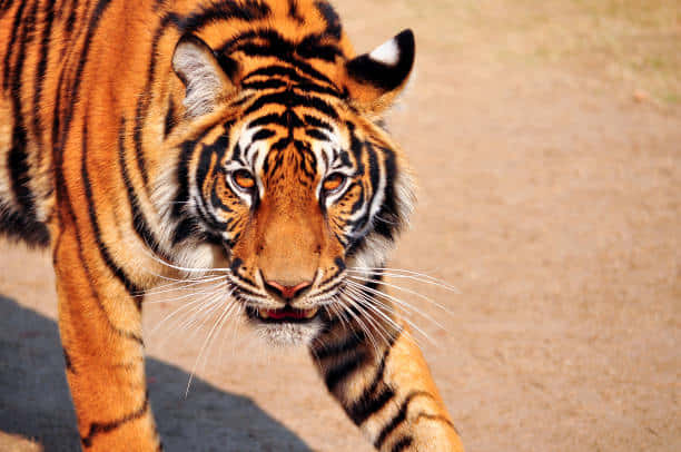 Vicious And Belligerent Bengal Tiger Wallpaper
