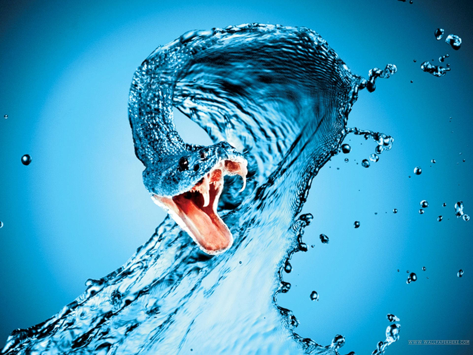 Vicious Blue Water Snake Wallpaper