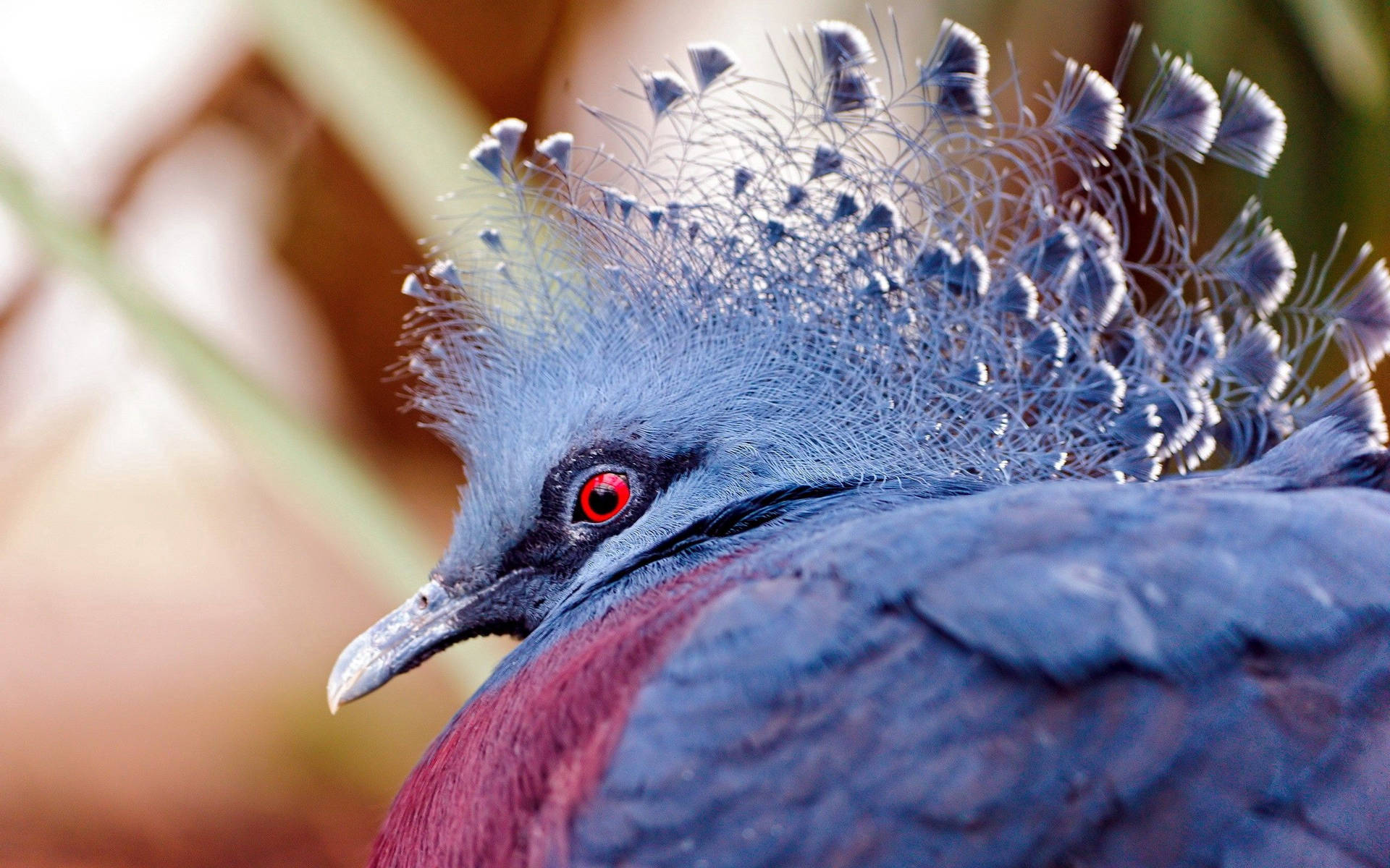 Victoria Crowned Pigeon Bird Wallpaper