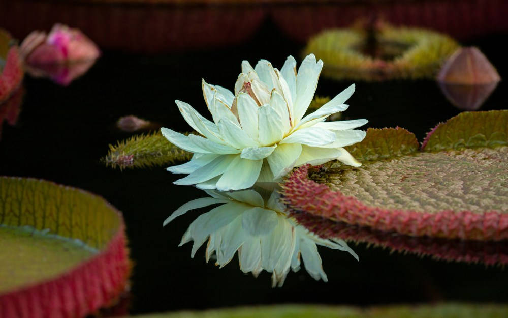 Victoriawater Lily (lirio De Agua Victoria) Fondo de pantalla