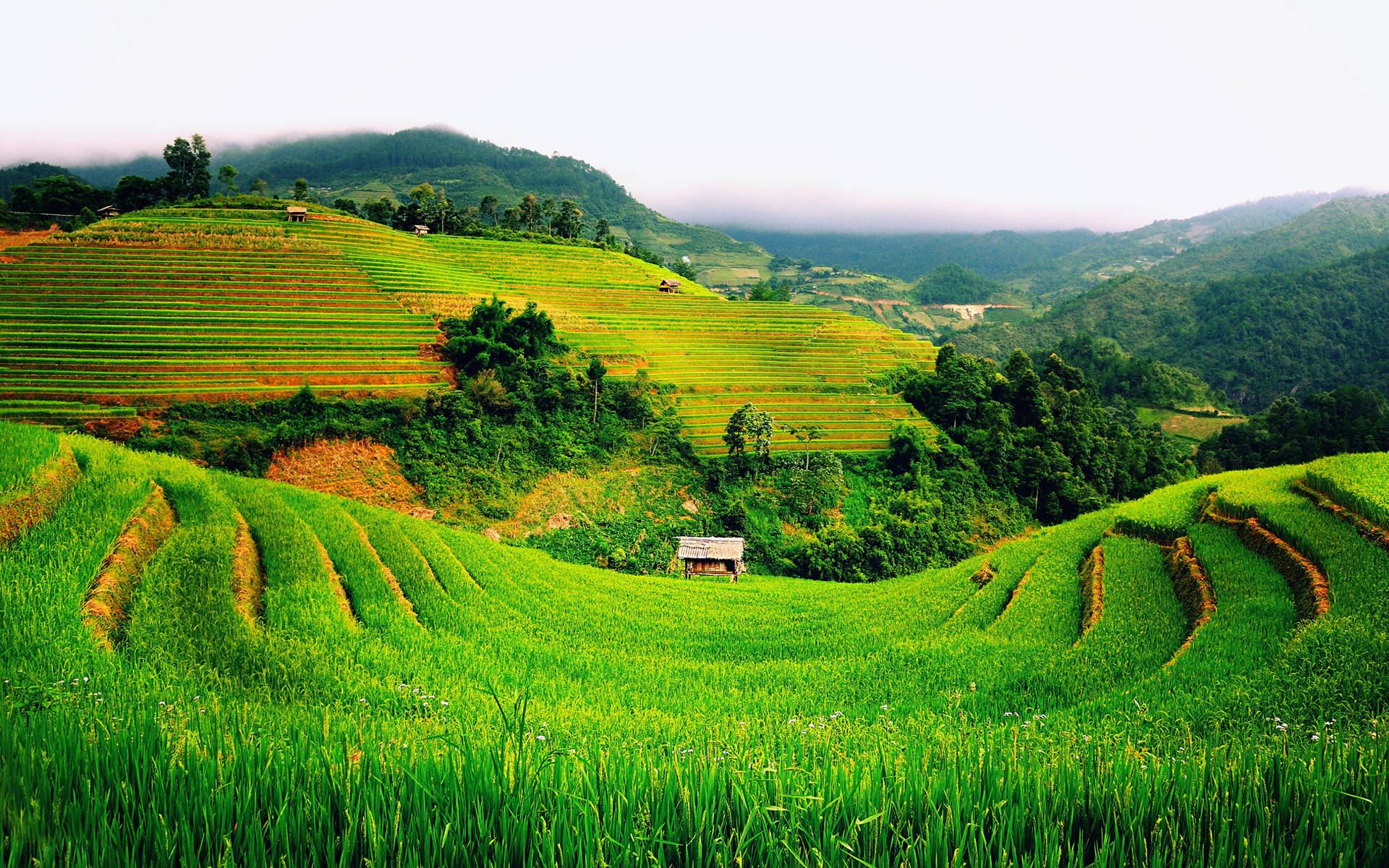 Vietnam Most Beautiful Rice Fields Wallpaper