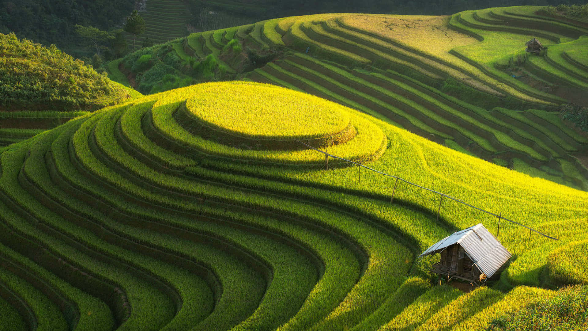 Vietnam Rice Fields And Green Hills Wallpaper
