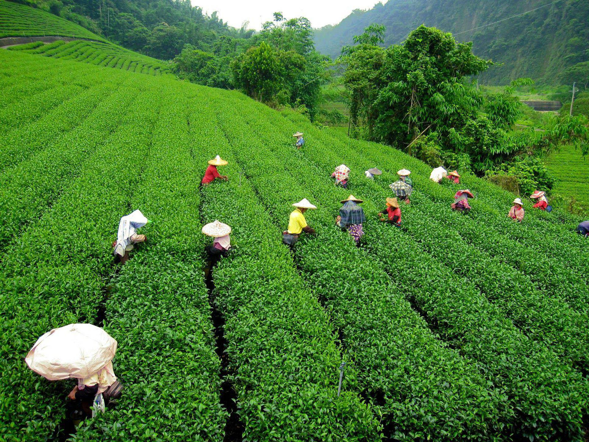 Vietnam Tea Garden Wallpaper
