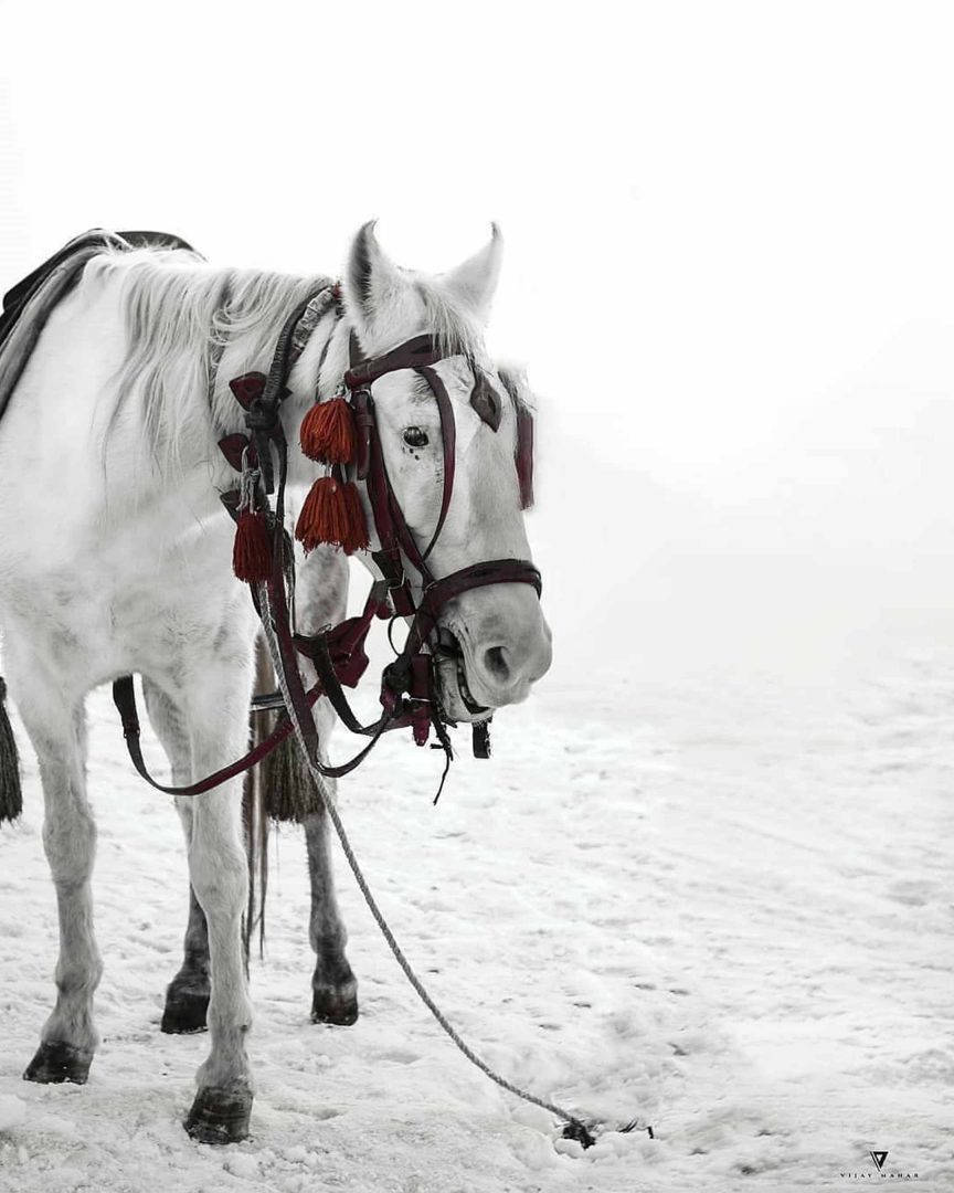 Vijay Mahar White Horse And Snow Wallpaper