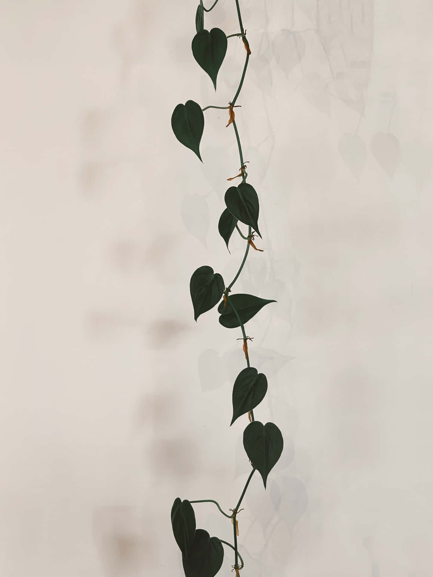 Enhängande Växt Med Löv På Den