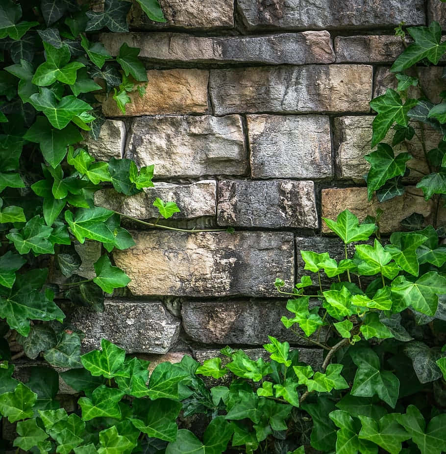 Ivy Growing On A Stone Wall