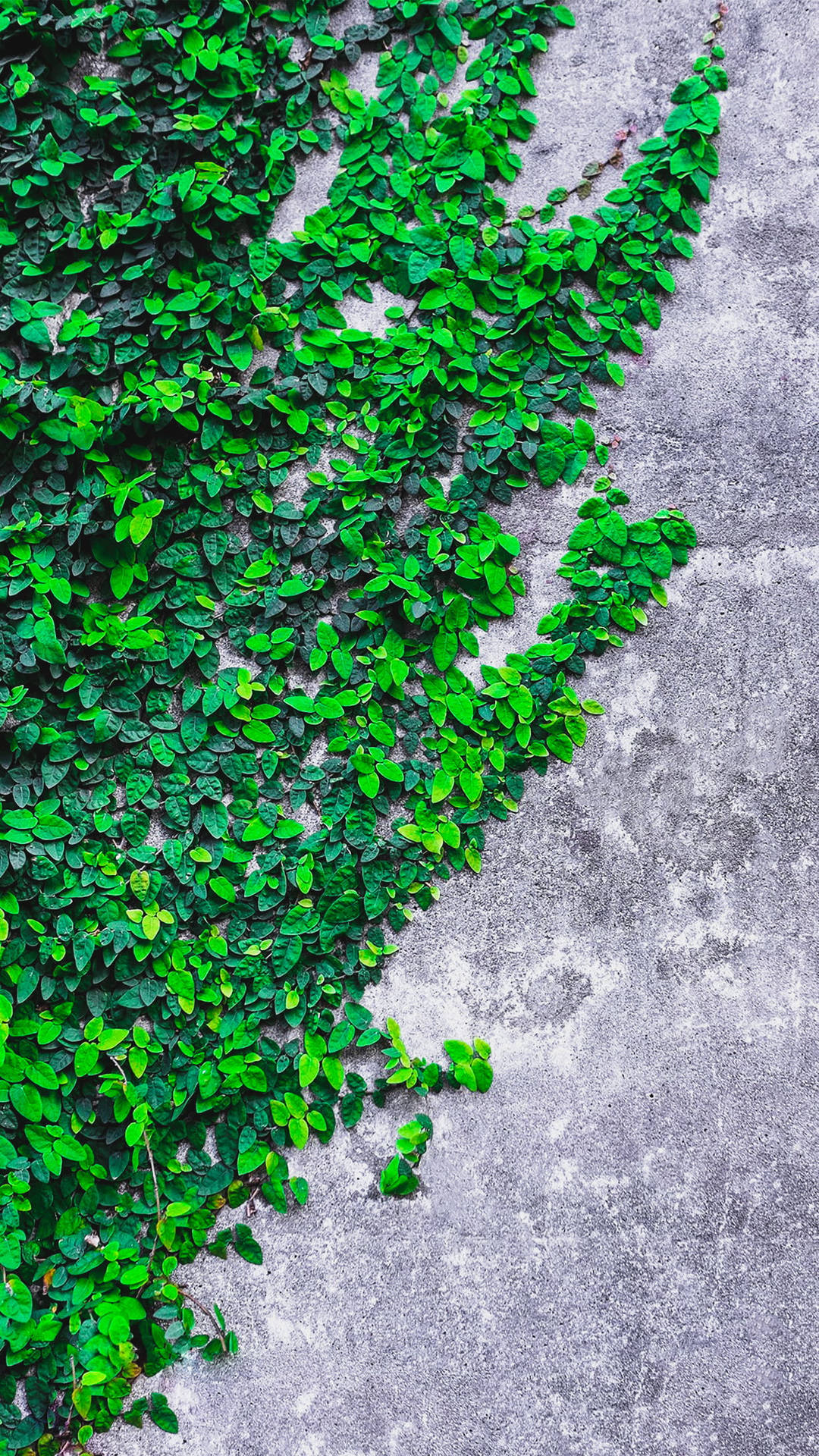 Vine Climbing A Wall Iphone X Nature Wallpaper