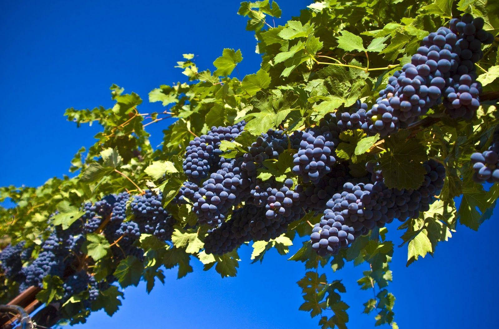 Vine Of Pinot Noir Wine Grapes Wallpaper