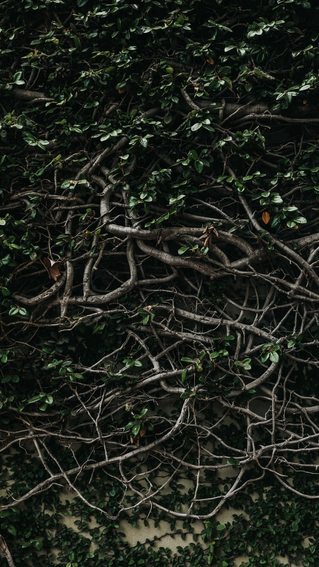 A Tree Covered In Vines Wallpaper