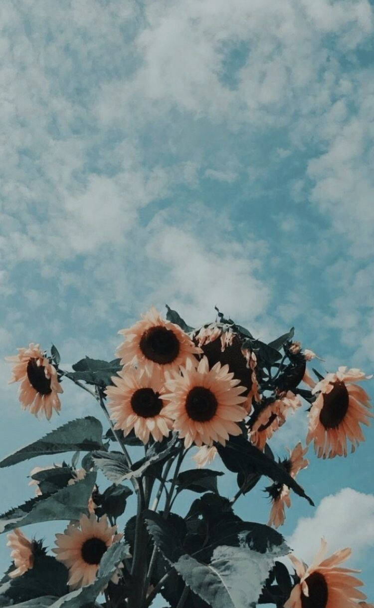 Vintage Aesthetic Phone Sunflowers Blue Sky Background