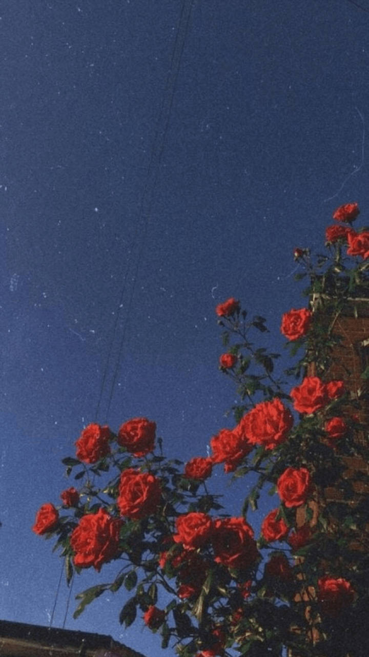Teléfonoestético Vintage Con Rosas Rojas Fondo de pantalla