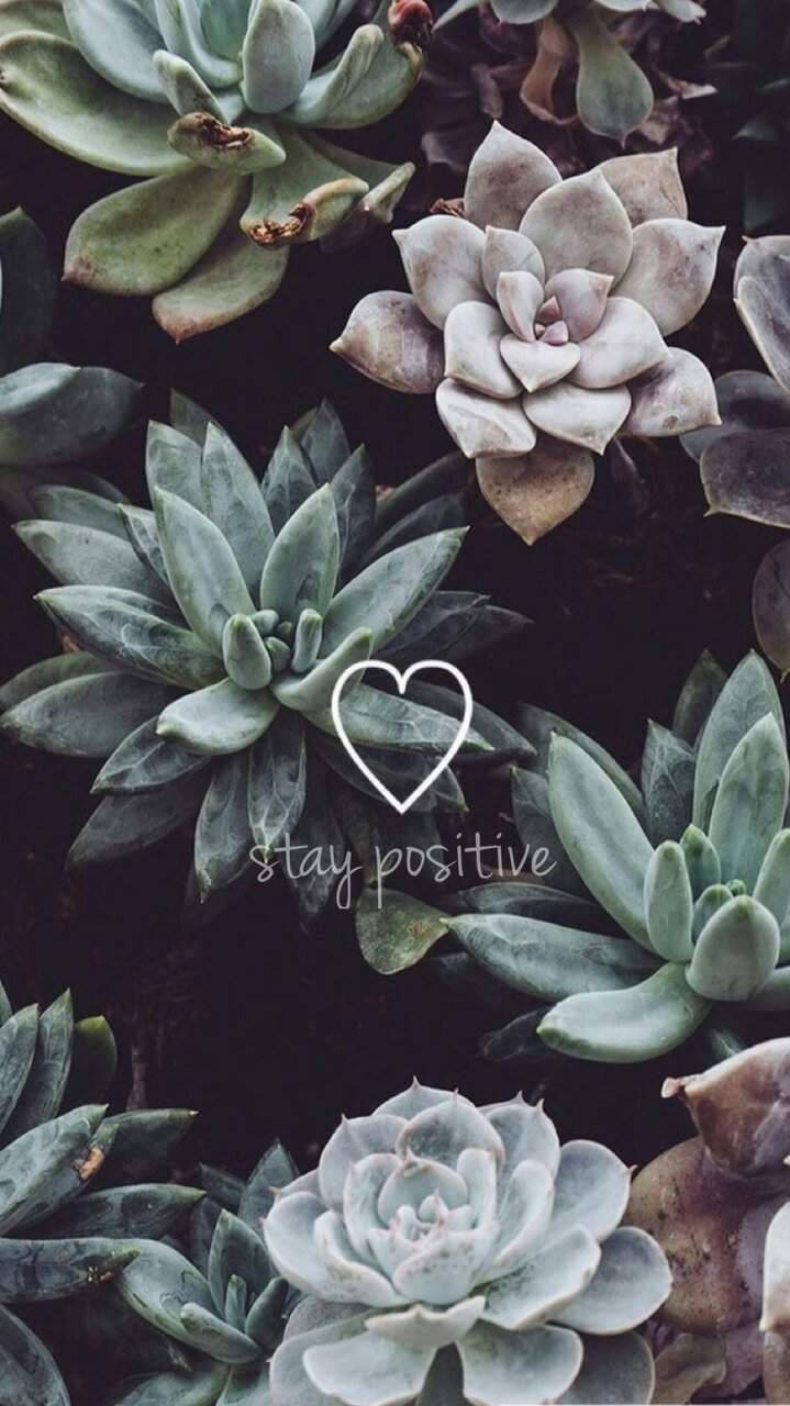A Group Of Succulents With The Words Stay Positive Wallpaper