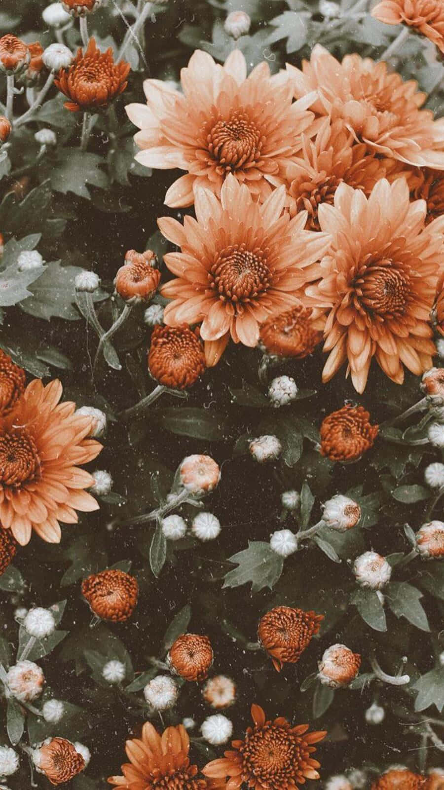 Subtítuloescena De Plantas Estética Elegante Y Vintage Fondo de pantalla