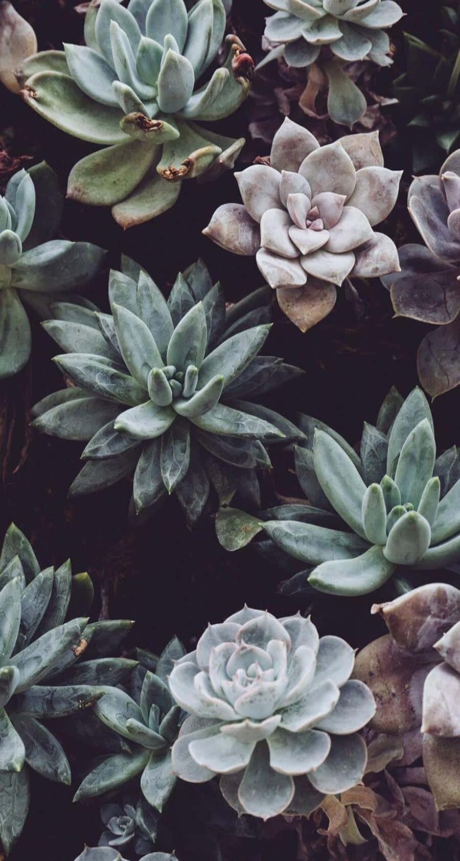 Vintage Aesthetic Plant with Sunlight Wallpaper