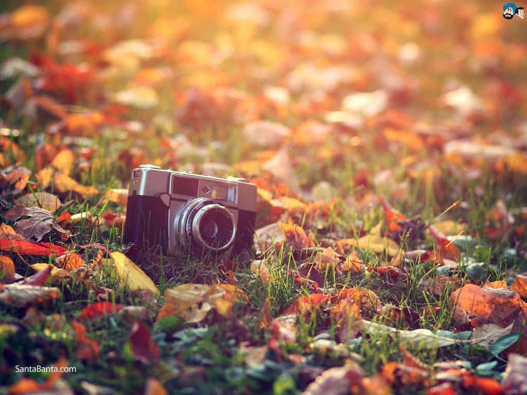 En Kamera, Der Sidder I Det Græs Med Efterårsblade I Baggrunden. Wallpaper