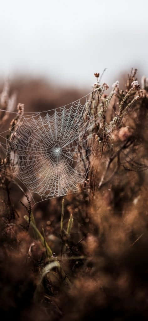 Vintage Autumn Spiderweb Plants Wallpaper