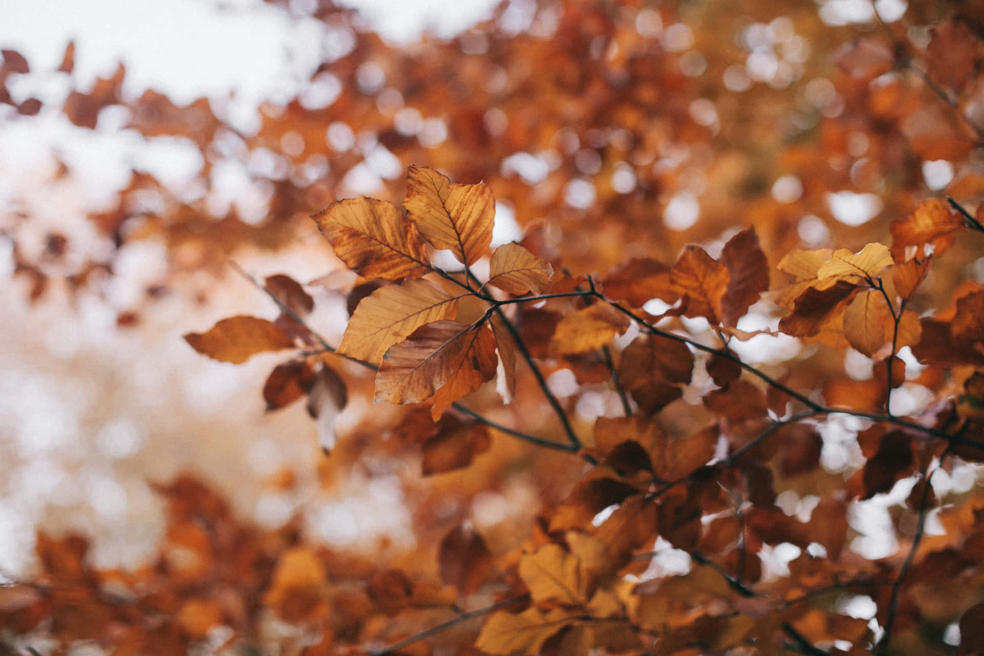 Vintage Autumn Close-up Tree Leaves Wallpaper