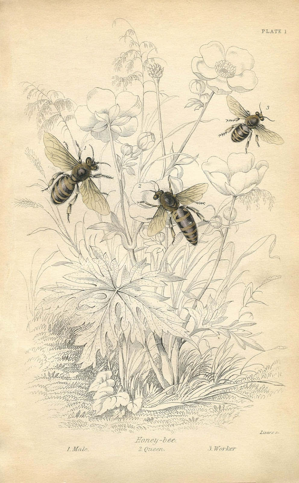 En bi summen omkring et felt af vintage blomster Wallpaper