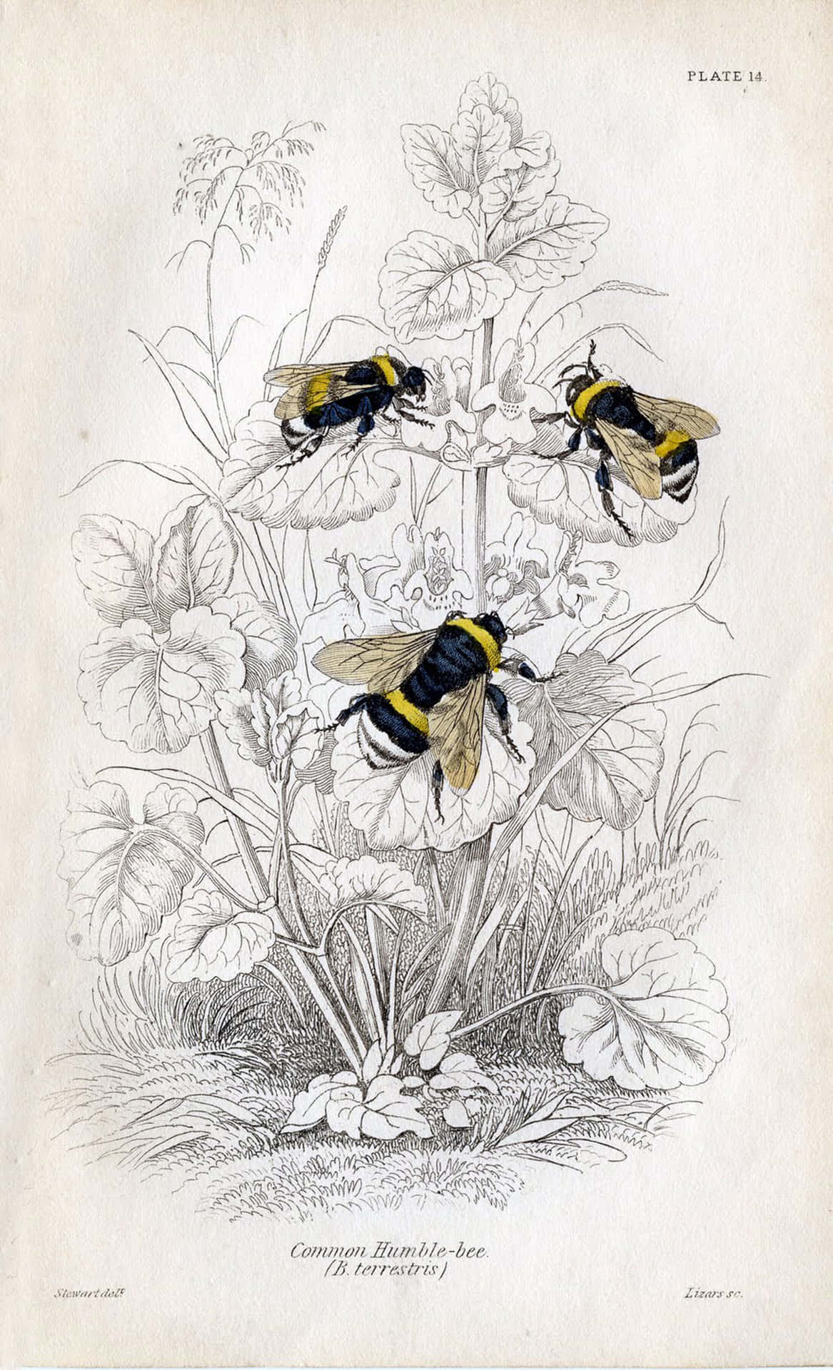 Explore the wonders of nature with Vintage Bee Wallpaper