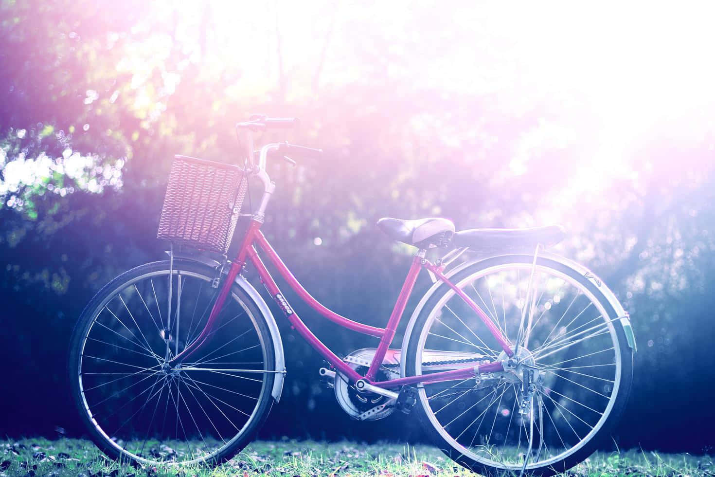 Vélo Vintage Dans Un Parc Ensoleillé Fond d'écran