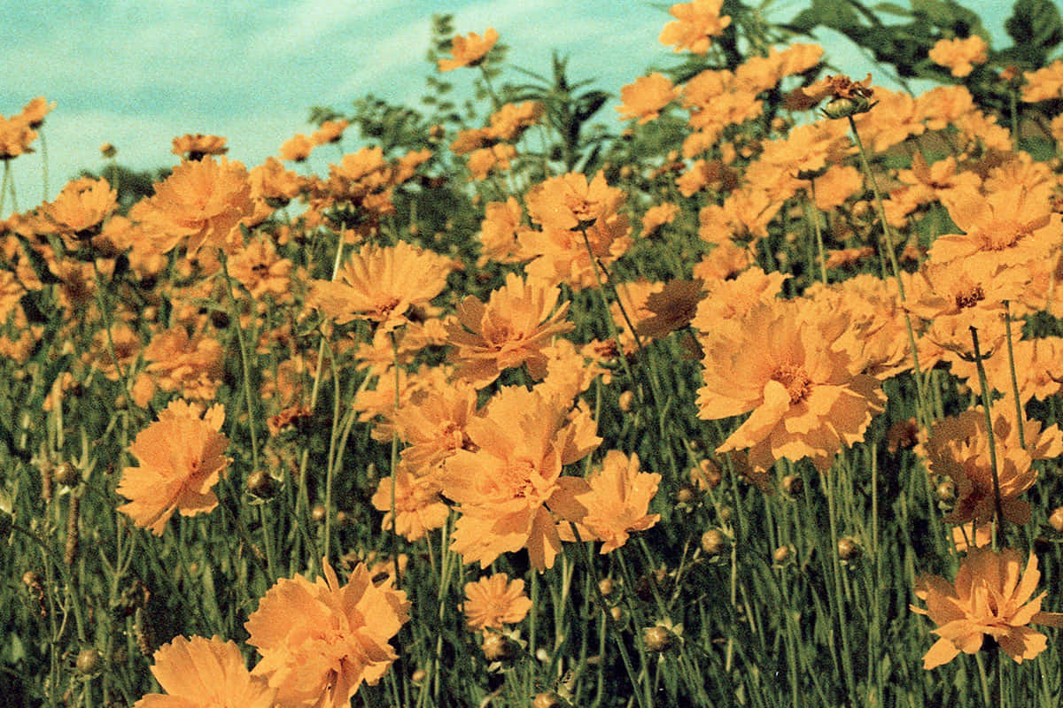 Vintage billeder af overvældende vilde blomster i en hvedemark
