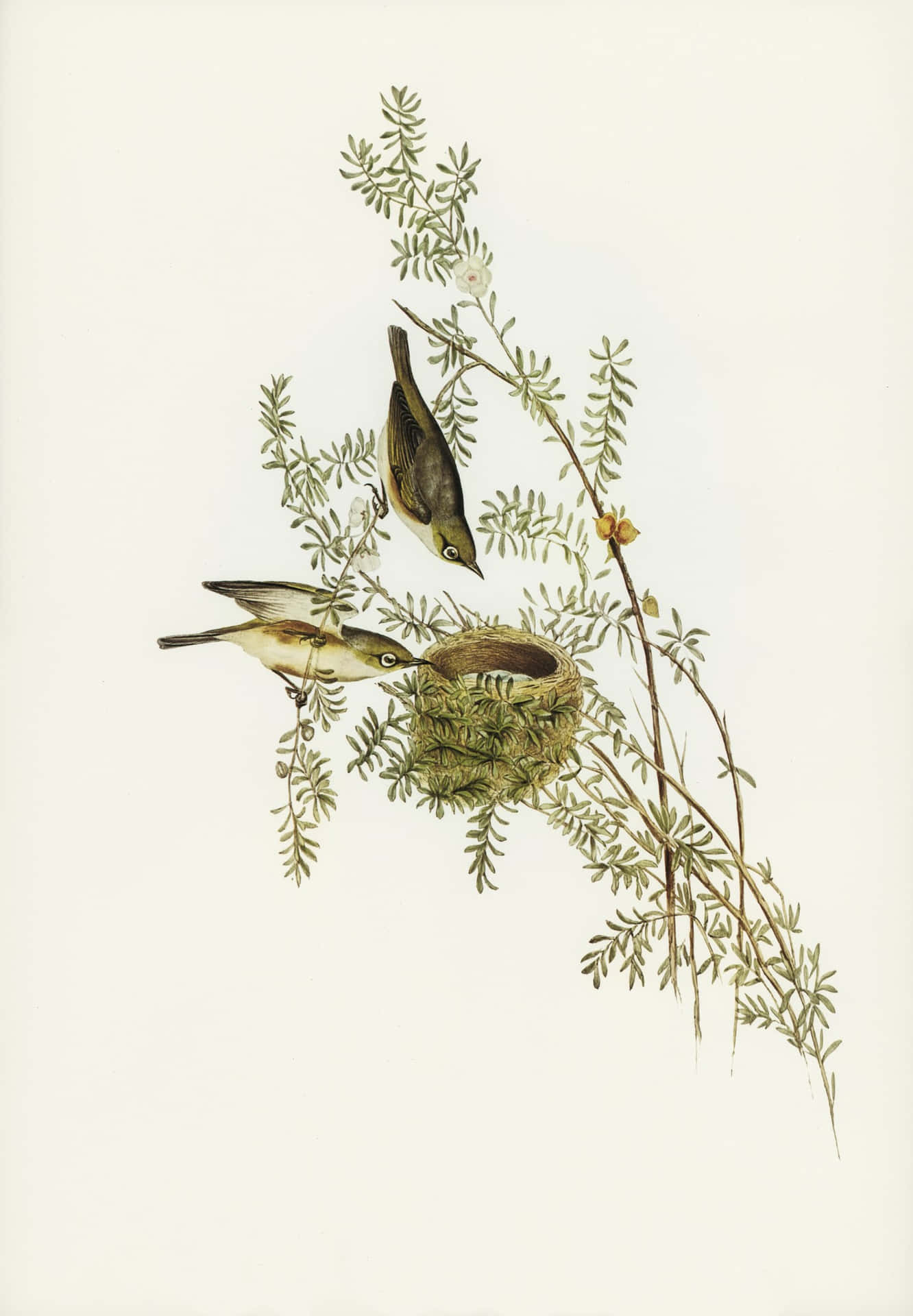 Vintage Bird Illustrationwith Nest Wallpaper