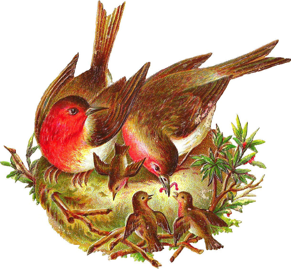 Vintage Birds Feeding Chicksin Nest PNG