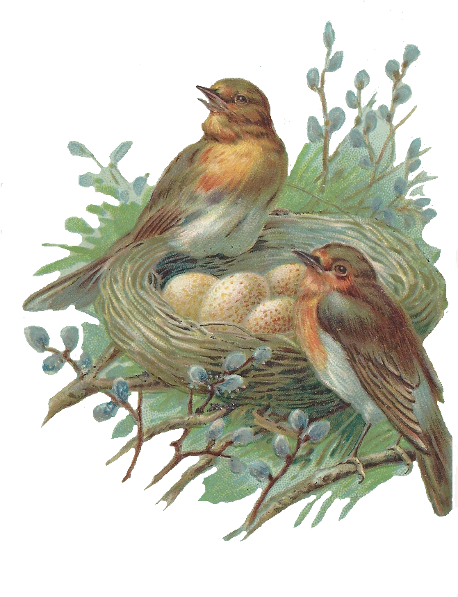 Vintage Birds Nest Illustration PNG