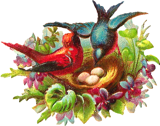 Vintage Birds Nest Illustration PNG