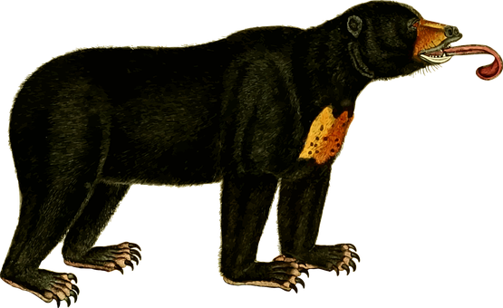 Vintage Black Panther Illustration PNG