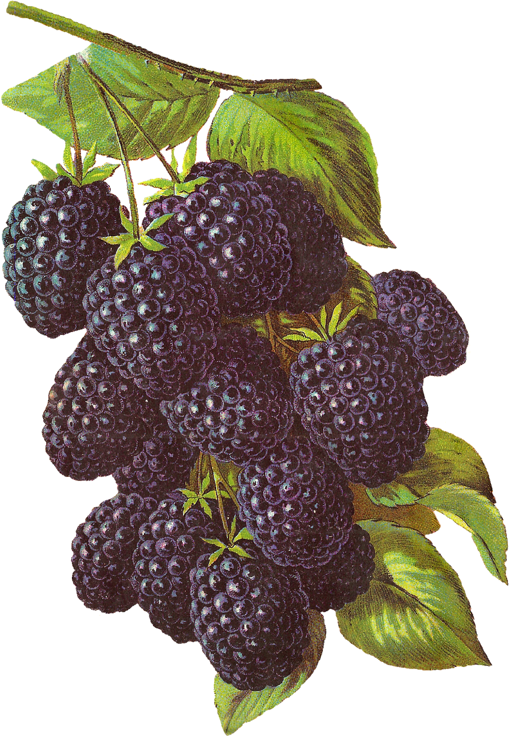 Vintage Blackberry Illustration PNG