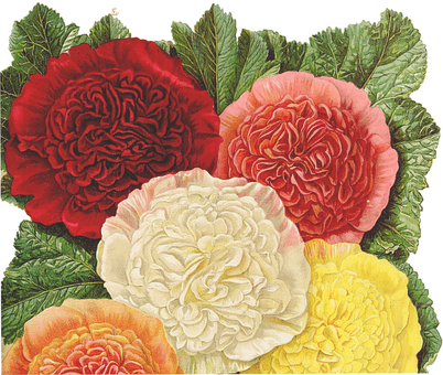 Vintage_ Botanical_ Illustration_ Begonias PNG