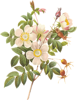 Vintage_ Botanical_ Illustration_ Rosa_ Canina PNG