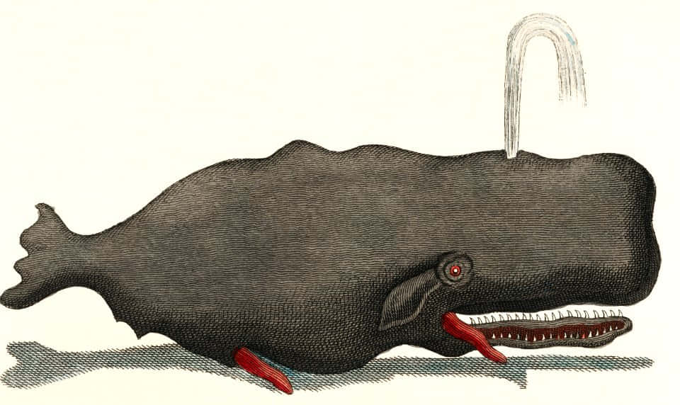 Vintage Bowhead Whale Illustration Wallpaper