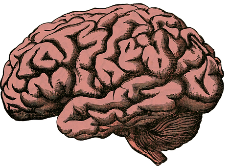 Vintage Brain Illustration PNG